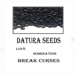 Datura Seeds - Τάτουλα